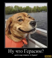 Демотиваторы с собаками