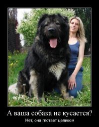 Демотиваторы с собаками