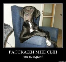 Демотиваторы с собаками