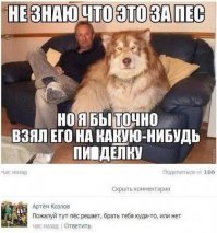 Демотиваторы с собаками