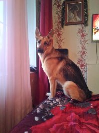 Спасибо:-) год выхаживали этого приютского красавца от болячек, практически ни одного здорового органа, куча финансов, нервов и времени, но мы справились:-) выходили хоть и худой остался, но относительно здоровый.