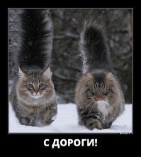 20 бесстрашных котов, которых способен обратить в бегство только один предмет