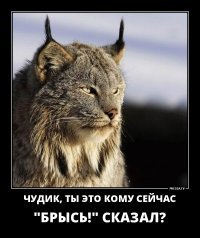 20 бесстрашных котов, которых способен обратить в бегство только один предмет