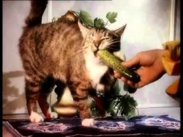 20 бесстрашных котов, которых способен обратить в бегство только один предмет