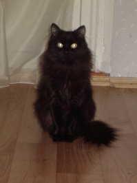 Очень колоритные уличные коты