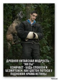 Демотиваторы с собаками