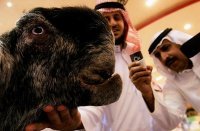 Насчёт уродливых козлов абсолютно согласен. А что за чёрное животное с ними на фотографии?