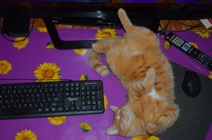 Как наш Васян. На данный момент так же спит у меня на столе.