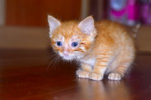 Не то слово. Был взят с подвала примерно в 3х недельном возрасте. Блохи и коньюктивит шли бонусом. Прижался как  к родному. Я думал такой зашуганый будет.
Сейчас ему два года-чистый, толстый, правда кастрированый-гуляет на поводке и бьет всех собак , причем разницы нет каких. На боевых правда не налетал.
Любит воду и всех кусать. Отличительная особенность хвост кольцом как у лайки (английский рингтэйл).Друзья его зовут "голдовый":)
Похвастаюсь: