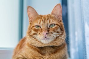 Не то слово. Был взят с подвала примерно в 3х недельном возрасте. Блохи и коньюктивит шли бонусом. Прижался как  к родному. Я думал такой зашуганый будет.
Сейчас ему два года-чистый, толстый, правда кастрированый-гуляет на поводке и бьет всех собак , причем разницы нет каких. На боевых правда не налетал.
Любит воду и всех кусать. Отличительная особенность хвост кольцом как у лайки (английский рингтэйл).Друзья его зовут "голдовый":)
Похвастаюсь: