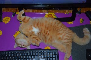 Как наш Васян. На данный момент так же спит у меня на столе.