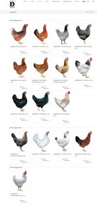 С племенной птицей нужно быть осторожным. Очень много мошенников, продающих невесть что под видом породной птицы. Причем аналогичная ситуация не только у нас, но и в Европе.
Вот тут о маранах много чего написано: 
Что касается Доминантов, то у них все кроссы с буквой D, судя по официальному сайту. Причем D300 несет только белые или кремовые яйца.
А что было в документах у продавца написано (если они официально ввезены в страну, а не подделка, то документы у него должны быть)?