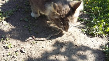 Мои коты)