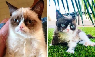 Кот Бенджамина Батона?