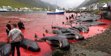 А теперь словим минусов за правду. 
А это их хобби с заботой о природе.