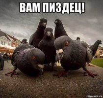 В Лондоне питон сожрал голубя посреди центральной улицы