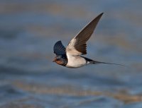 Может сам выпьешь, неуч?
Косатка (лат. Orcinus orca) морское млекопитающее, отряда китообразных, подотряда зубатых китов (Odontoceti), семейства дельфиновых. Единственный современный представитель рода косаток. Ископаемые останки Orcinus citoniensis, второго вида рода Orcinus, были обнаружены в Италии (Тоскана) в плиоценовых отложениях.
Касатка ласточка из одноименного семейства, относящегося к отряду воробьинообразных .