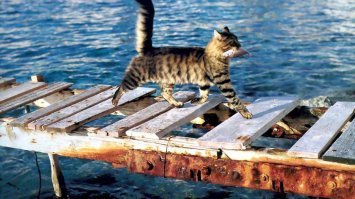 Котики тоже знают секрет кусь и вполне себе счастливы!