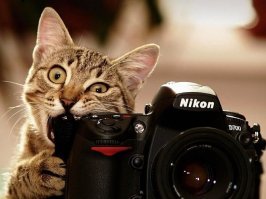 Котики тоже знают секрет кусь и вполне себе счастливы!