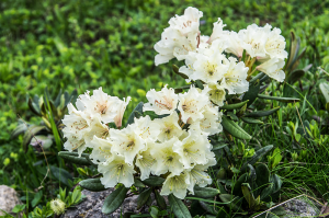 Лютики лютые. Азалия это, а именно - Рододендрон кавказский.