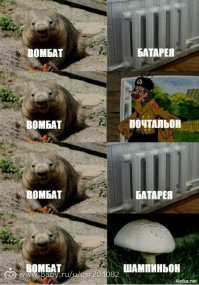 Вомбат напал на рабочего на стройплощадке в Австралии