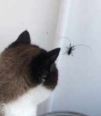 И увидев усача люди дала стрекача...
 Чё серьезно стригуна испугались? Довольно забавное насекомое.  Хорошо знакомое сибирякам. поэтому увидеть его в Красноярске думаю ничего удивительное. а еще они пищать умеют.