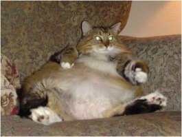 Оставили котика бабушке на всё лето...