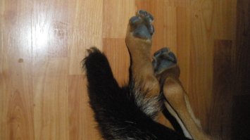 для меня вот самые милые лапки))))