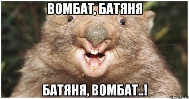 Вомбат напал на рабочего на стройплощадке в Австралии