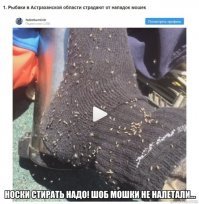 Ад на Земле: нашествие насекомых в России, как первый признак апокалипсиса