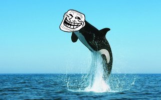 А вот снимок хищницы, сделанный пассажирами второй яхты с близкого расстояния