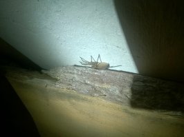 да ну на фик... Я городской житель. Типично городской и ничего менять не хочу!!!
И есть у меня фотка этого лета из Крыма )) и это он еще не ядовитый... кажется.. а ведь там еще каракурты водятся.