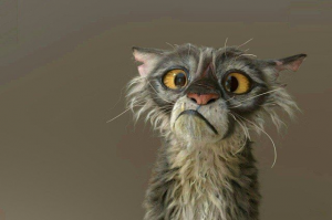 Кошачьи - Рысь