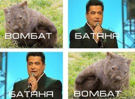 Вомбат напал на рабочего на стройплощадке в Австралии