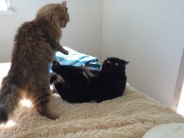 А разве это не эмоции? Я про черную кошку.