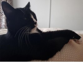 А это мой котяра. Как-то он с презрением на меня смотрит