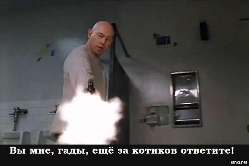 А вот с котиками хохлы напрасно так... очень опрометчиво