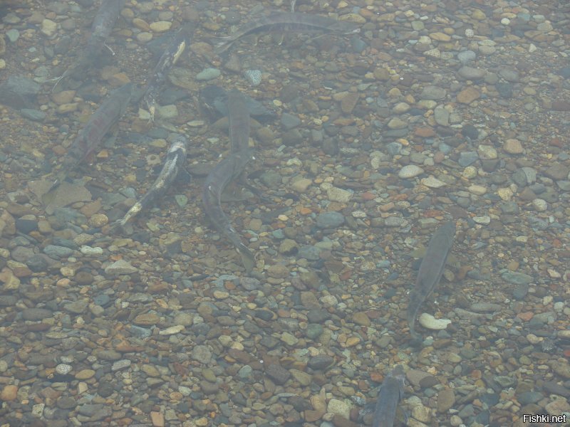 вот чистая вода))) глубина больше метра))) лосось на нерест идет. Это Магадан, река Ола
