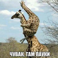 Автор, ну зачем так, а-а-а? Я только от арахнофобии излечился, а тут такой пост...
