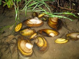 Готовим бельгийские мидии в белом вине