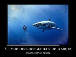 Белая акула попыталась атаковать ученого