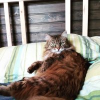 моя всегда смотрит на людей немного презрительно