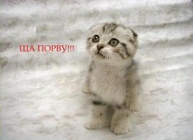 Приключения маленького комка злости в ветеринарной клинике