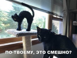 18 смешных животных, которые умеют проявлять эмоции не хуже людей