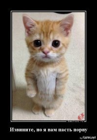 Кошачьи демотиваторы