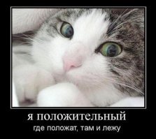 Кошачьи демотиваторы