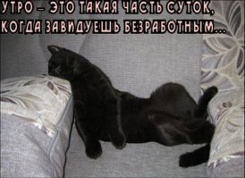 Кошачьи демотиваторы