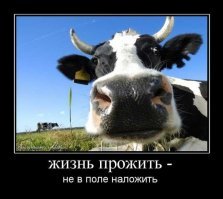 Коровы помогли американским полицейским поймать угонщицу автомобиля