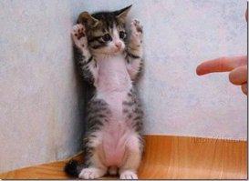 А вы знали? 8 августа - всемирный день кошек!