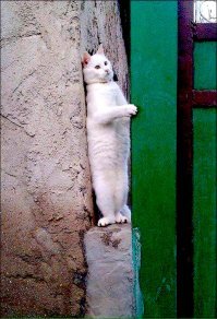 А вы знали? 8 августа - всемирный день кошек!